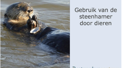 Gereedschap in de dierenwereld: het fascinerende gebruik van stenen als hamer